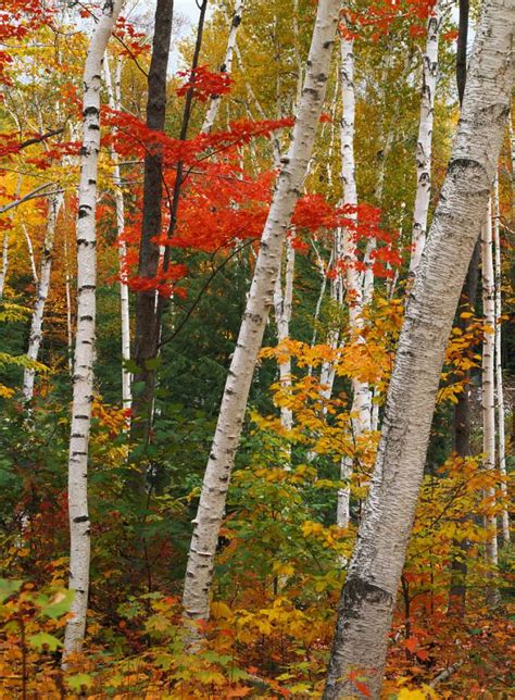 紅楓|「如何養好紅楓盆景」丨紅楓，盆景製作與養護